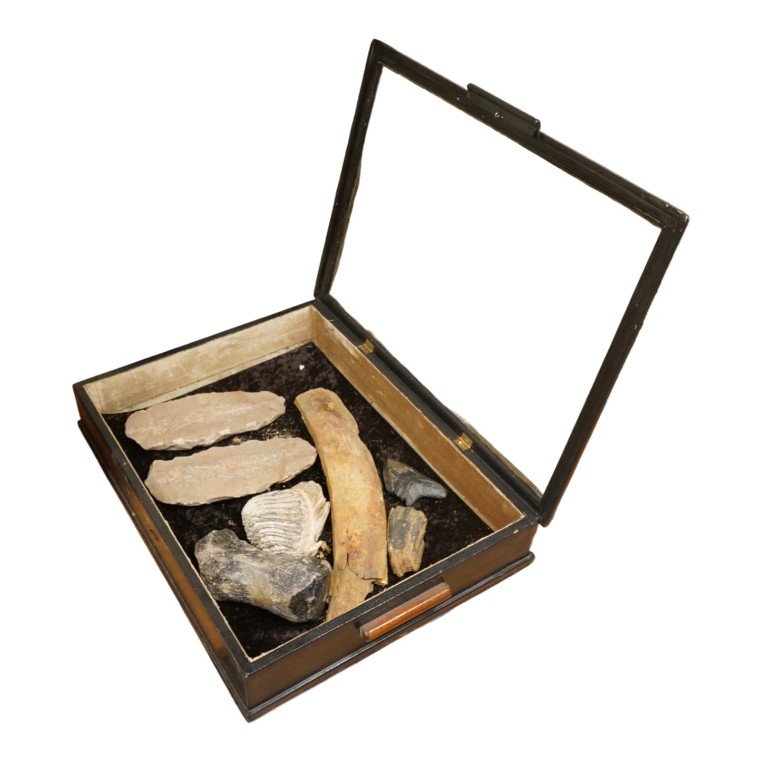 A selection of Natural History specimens to include a mammoth tooth, mammoth tusk fragments, mammoth toe bone, Megalodon tooth and a fish fossil in matrix, contained within an ebonised display cabinet